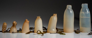 Zerfallsprozess am Beispiel einer Flasche aus Agar-Agar