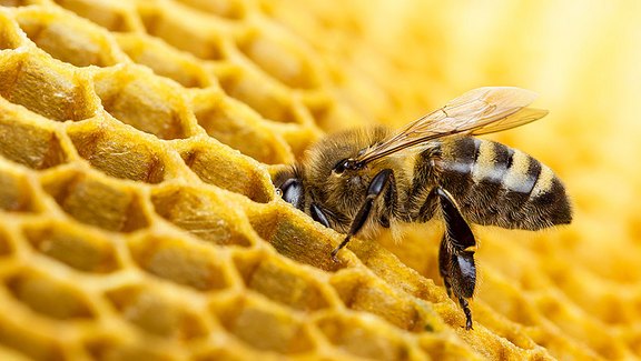 Verpackungen der Natur: Die Bienenwabe  