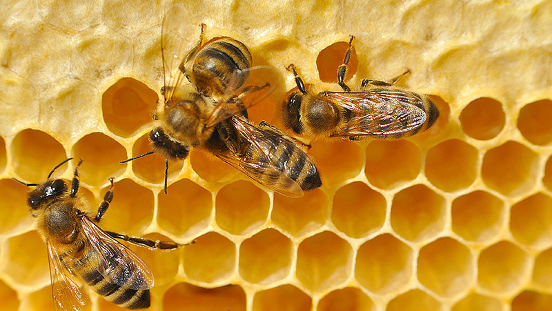 Bienenwaben Raumnutzung Bienenwaben Zum Ausdrucken RKIF